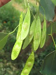 Image result for Dalbergia sissoo