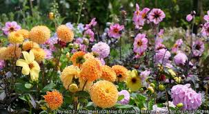Dahlia Act Now To Keep Them Through The Winter Rattan Direct
