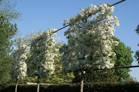 Hochstammspaliere Zinsser Gartengestaltung Schwimmteiche Und Swimmingpools Spalier Zierapfel Schmaler Garten