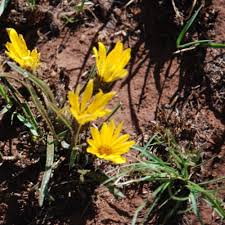 Image result for Gazania krebsiana