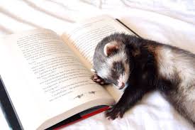 Quigley The Book Ferret Ferret His Dark Materials Interesting Animals