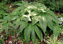 Image result for Sauromatum venosum