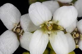 Image result for Crambe hispanica