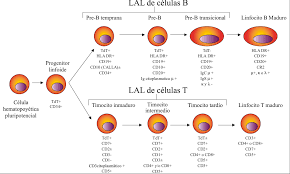 Tipo de cáncer que representa aproximadamente un cuarto de todos los tipos de cáncer que afectan a los menores de 15 años. Leucemias Leucemia Linfoblastica Aguda