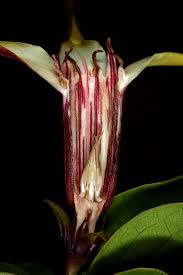 Image result for Strophanthus amboensis