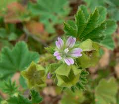 Image result for Malva parviflora