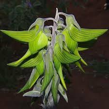 Image result for Crotalaria filicaulis