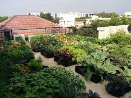 Learn everything you need to know about starting a vegetable garden at howstuffworks. Everything You Ever Wanted To Know About Starting A Vegetable Garden In Your Own Home