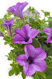 Light Violet Geraniums Cottage Garden Petunias