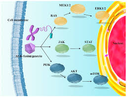 Image result for ALK Inhibitor