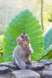Wild Monkeys Of Bali Amazing Travel Destinations Bali Bali Travel