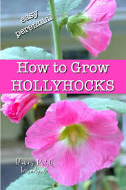 Plant these low care perennial flowers that bloom all summer in the full sun or partial shade from seed to save you on the budget for gardening. How To Grow Hollyhocks Flower Patch Farmhouse