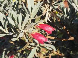 Image result for Eriosema verdickii