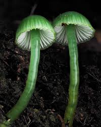 Image result for Ozoroa viridis