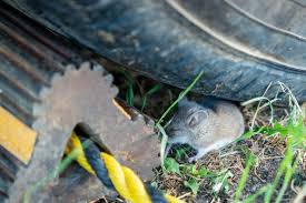 Here S How To Keep Mice Out Of Your Camper