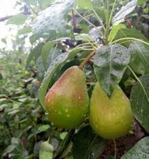 Michael coluccio colucciomichael2 on pinterest. Pear Trees Buying Growing Guide Trees Com