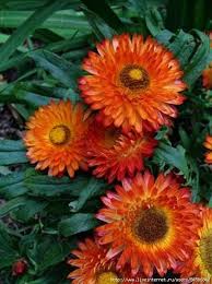 Image result for Helichrysum setosum