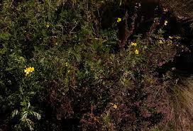 Image result for Senecio aetfatensis
