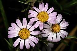 Image result for Athrixia