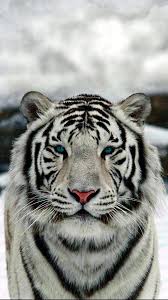 Tigre Blanc Photos Animaux Sauvages Les Chats Sauvages Animaux Sauvages