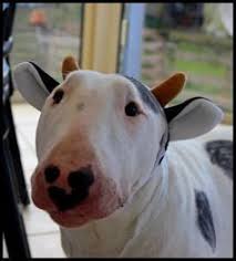 pin on dog costumes