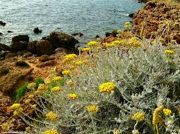 Image result for Helichrysum graniticola