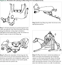 Left lateral recumbent / right lateral recumbent doesn't matter! Equine Recumbency Complications And Slinging Vetfolio