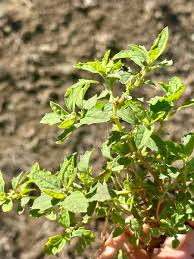 Image result for Atriplex suberecta