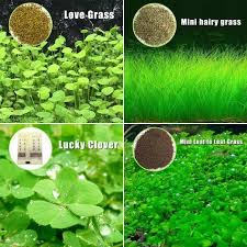 It Makes An Excellent Foreground Aquarium Plant The Seeds Are Very Small So Just One Order Can Fill A Lar Fish Tank Plants Aquarium Garden Aquatic Plant Seeds