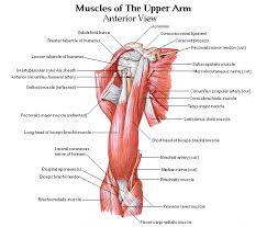 You can see in the arm muscle diagram above that there are important parts in arm muscles. Google Image Result For Http Www Askthehealthclub Com Images Wt Exercise Biceps Upper Arm Front Gif Arm Muscle Anatomy Arm Muscles Muscle Anatomy