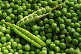 Could it be a disease or just overwatering? Growing Peas Planting Growing And Harvesting Pea Plants The Old Farmer S Almanac