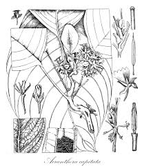 Image result for Belonophora coffeoides