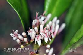 Scyphiphora Hydrophyllacea Flora Photo Flowers