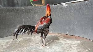Ini menjadi sebuah pembunuhan menggunakan senjata yang langka di vietnam. Ayam Vietnam Saigon Ganoi Pukul Drumband Youtube