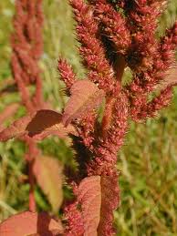 Image result for Amaranthus hybridus