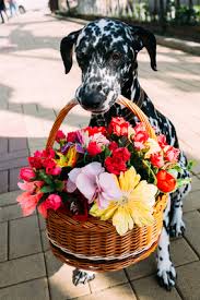 The animal appears to be protecting her cubs as the pack of pups attempt to scare the mama bear off. Photos Of Poisonous Plants And Flowers For Dogs