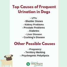Possible Causes Of Frequent Urination In Dogs Doghealth Dogcare Dog Illnesses Cushing Disease Dogs Health Remedies