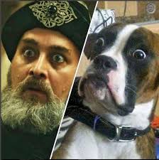 Image Result For Sadettin Kopek Funny Pic Super Funny Memes Funny Animal Jokes Crazy Funny Memes
