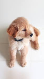 Pin By Dog Papi On Wallpaper Retriever Puppy Golden Retriever Training Your Dog