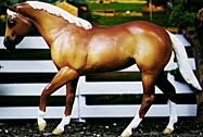 Lenzner Gallery: Quarter Horse Mare