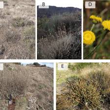 Image result for Pleiotaxis argentea