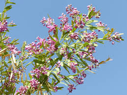 Image result for Securidaca longepedunculata