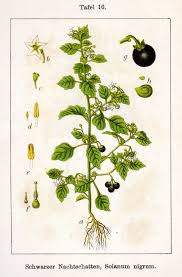 Image result for Solanum scabrum