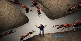 In fact, ants have been deemed the #1 nuisance pest in america. Asian Needle Ant Pushing Out Argentine Ant Researchers Find Pct Pest Control Technology