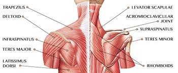 It is called the femur or femoral region. Shoulder Muscles Everything You Need To Know Openfit