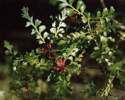 Image result for Phyllocladus trichomanoides
