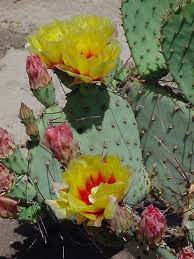 How to paint a watercolour cactus. Reference Photos For Artists Flowers Cactus Flower Painting Prickly Pear Cactus Prickly Pear Flowers