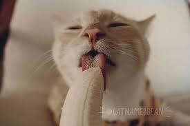 Here's an example of a cat smacking. Cat Obsessed With Bananas Is Going Viral For How Inappropriate His Pics Look Bored Panda