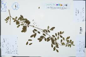 Image result for Indigofera erythrogramma