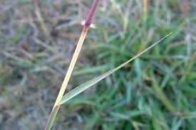 Image result for Dichanthium annulatum